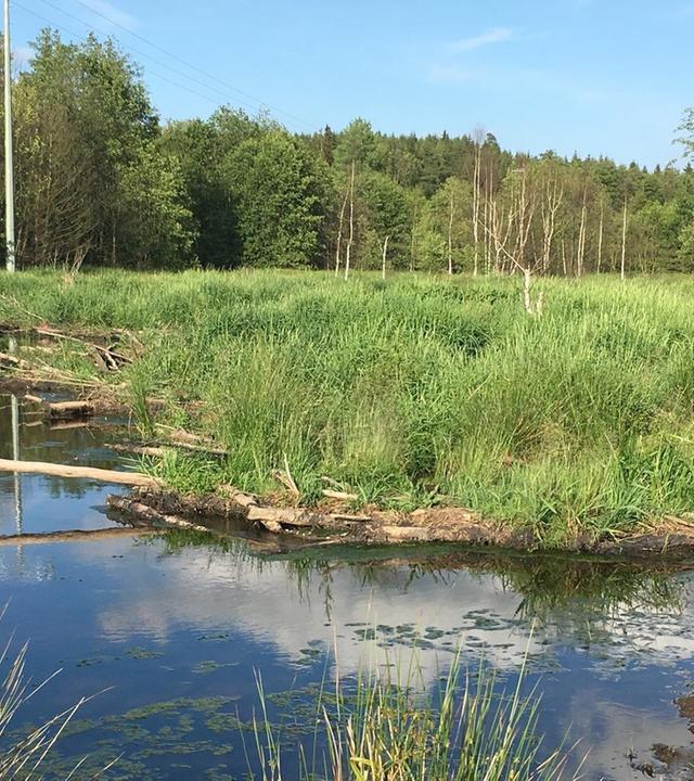 Fichtelgebirge · Bayerns wilder Norden