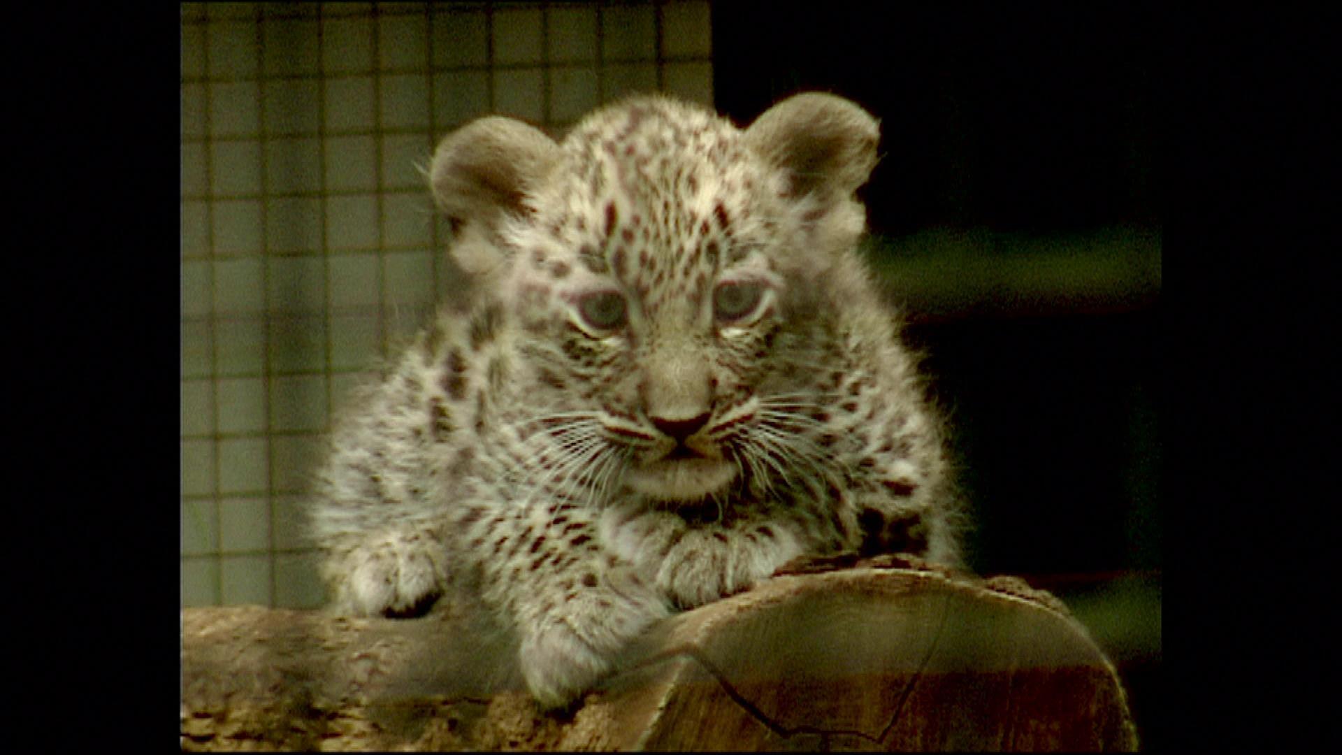 Fleisch für das Leopardenbaby