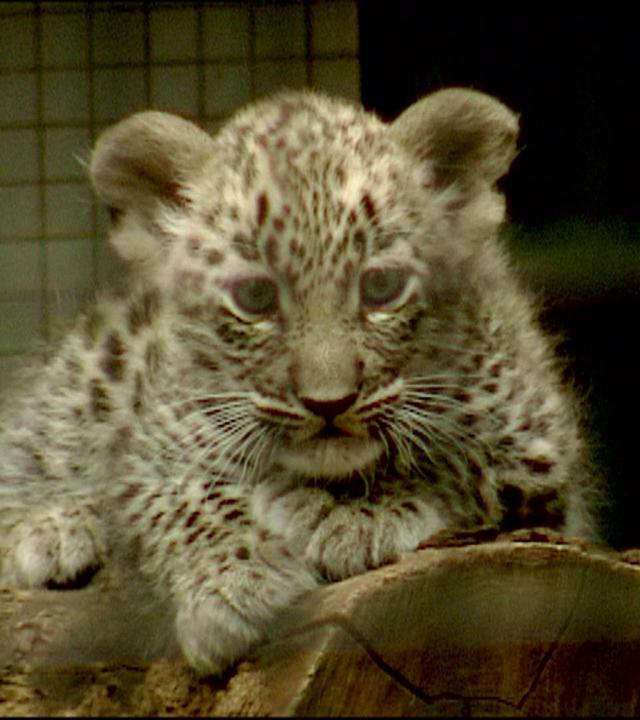 Fleisch für das Leopardenbaby