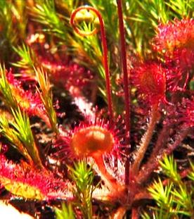 Fleischfressende Pflanzen