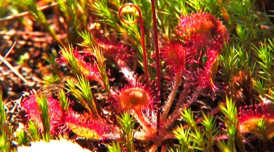 Fleischfressende Pflanzen