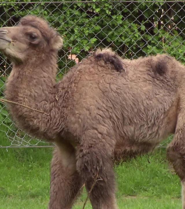 Freigang für Berani!