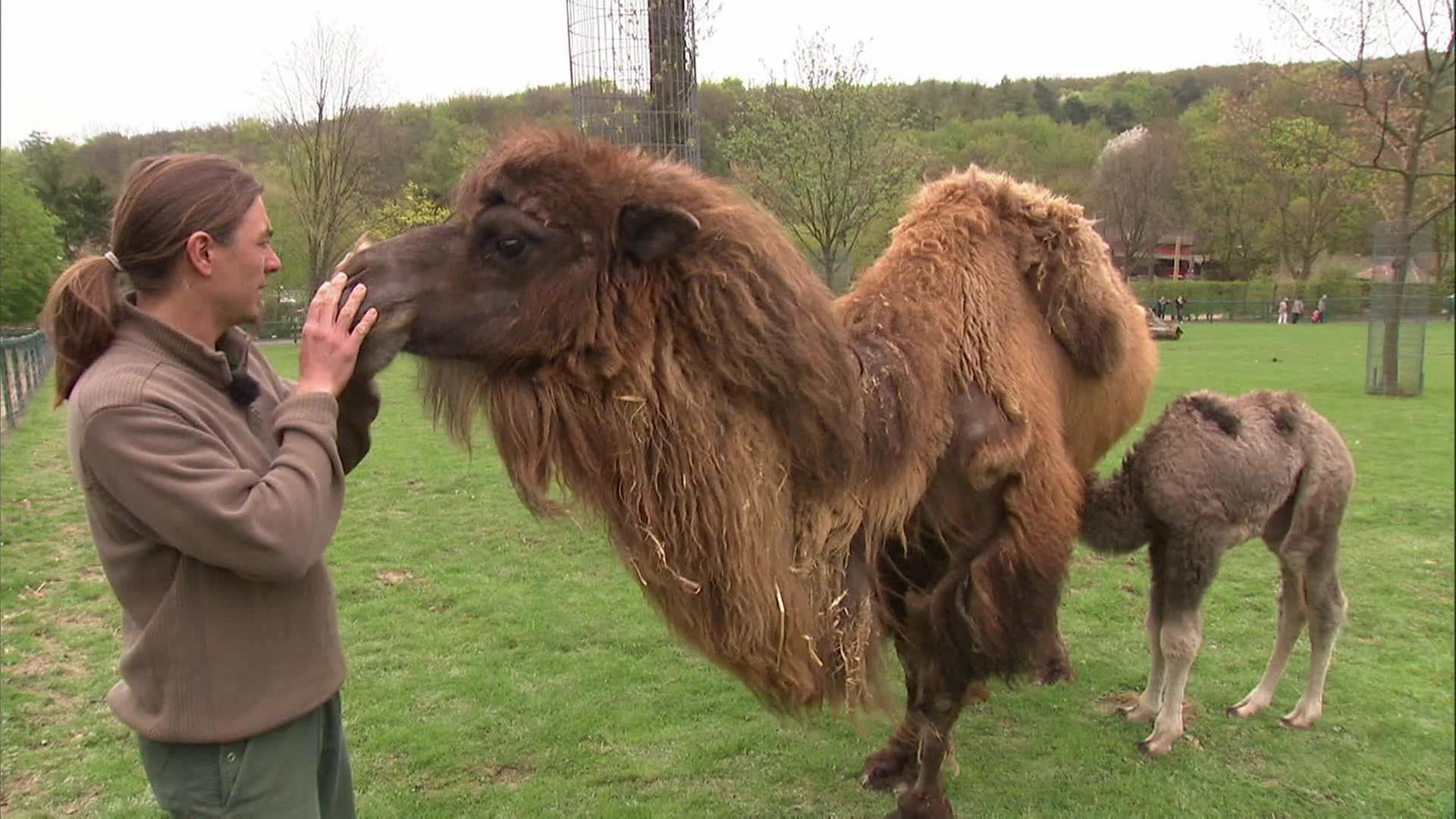 Freude und Enttäuschung bei den Nandus