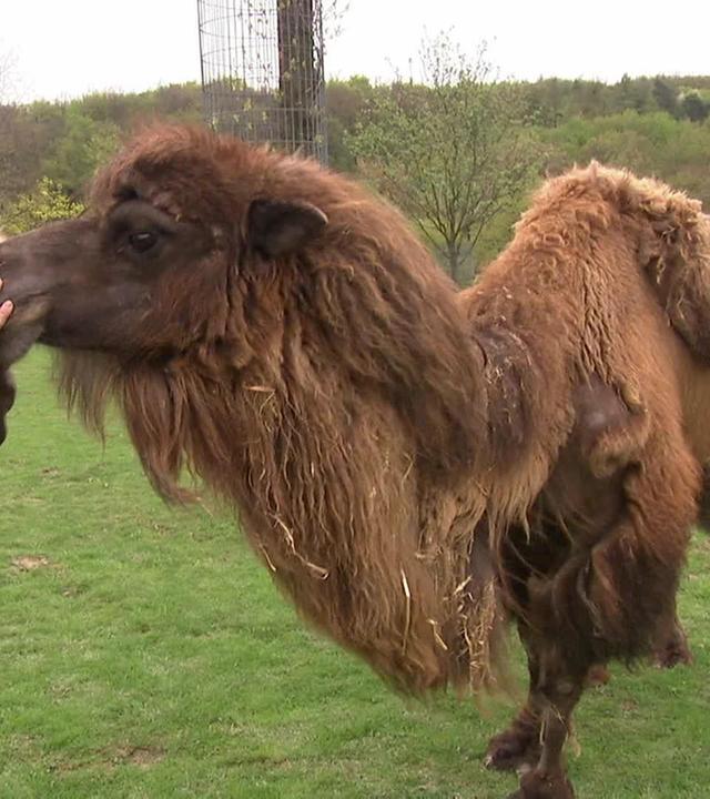 Freude und Enttäuschung bei den Nandus