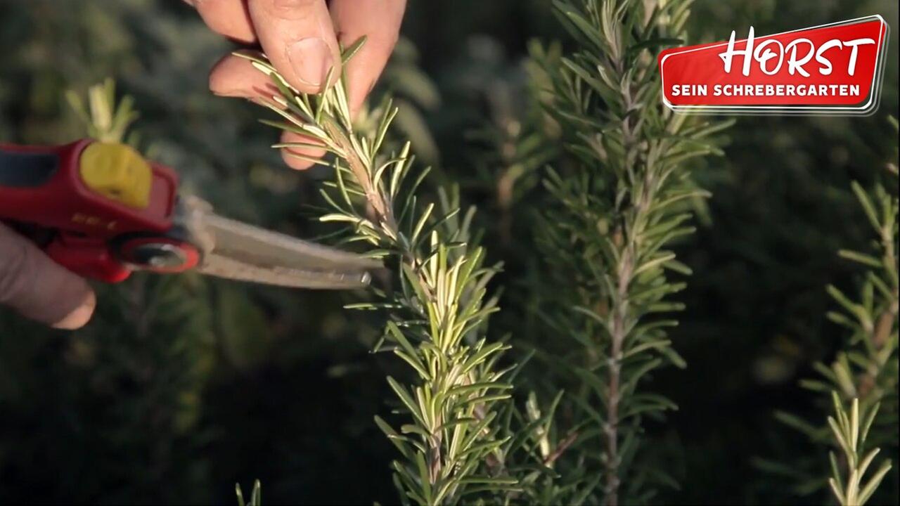 Frische Kräuter im Winter