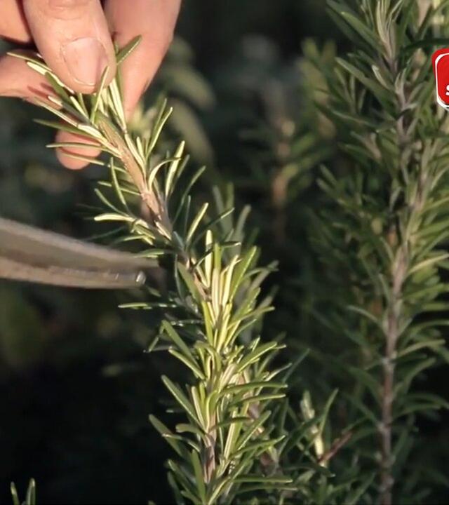 Frische Kräuter im Winter