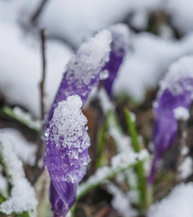 Frostharte Frühlingsboten, Saatgut & Kohl, Pflanzen vorziehen