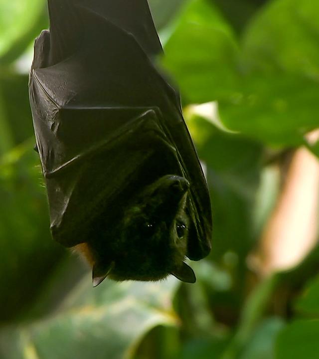 Fuchsige Flugfüchse