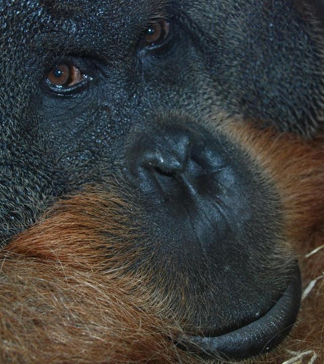 Ganz gemütlich (F. 136)