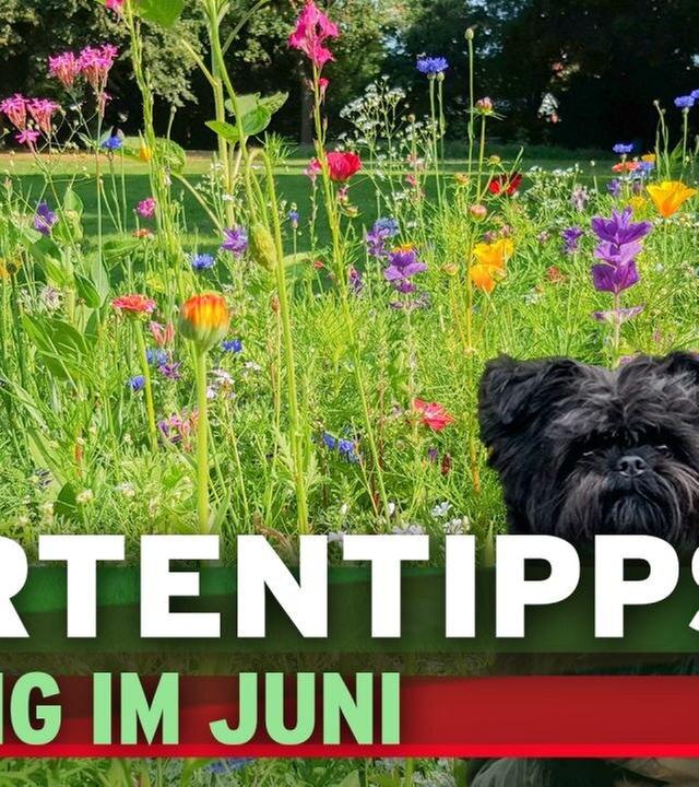 Gartentipps für den Juni