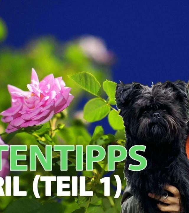 Gartentipps im April (1/2)