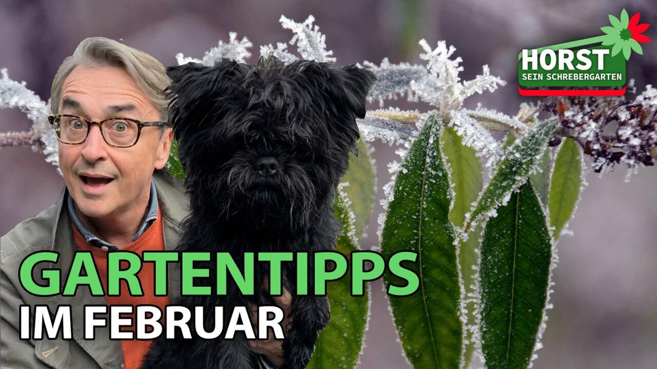 Gartentipps im Februar