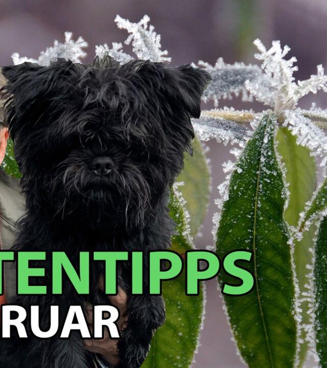 Gartentipps im Februar