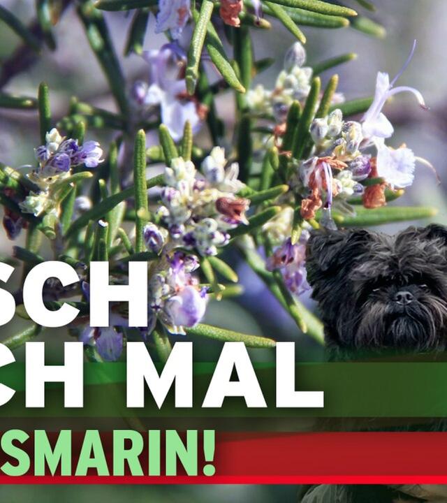 Gartentipps im Juli (1/2)