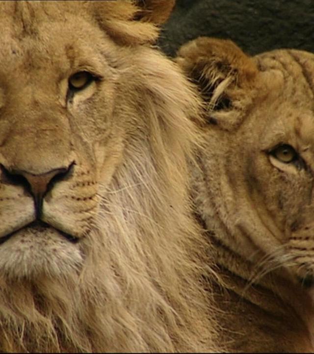 Geburtstagstorte für die Löwen