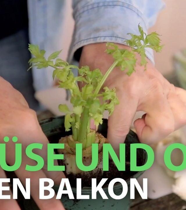 Gemüse und Obst auf dem Balkon anpflanzen