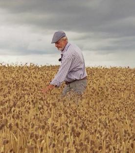 Gesund und lecker: Binkel, die vergessene Weizenart