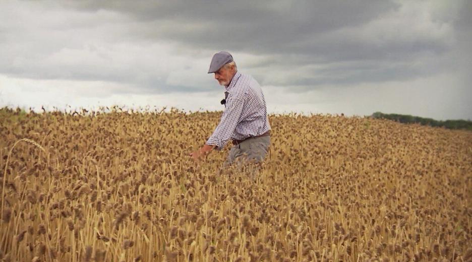 Gesund und lecker: Binkel, die vergessene Weizenart