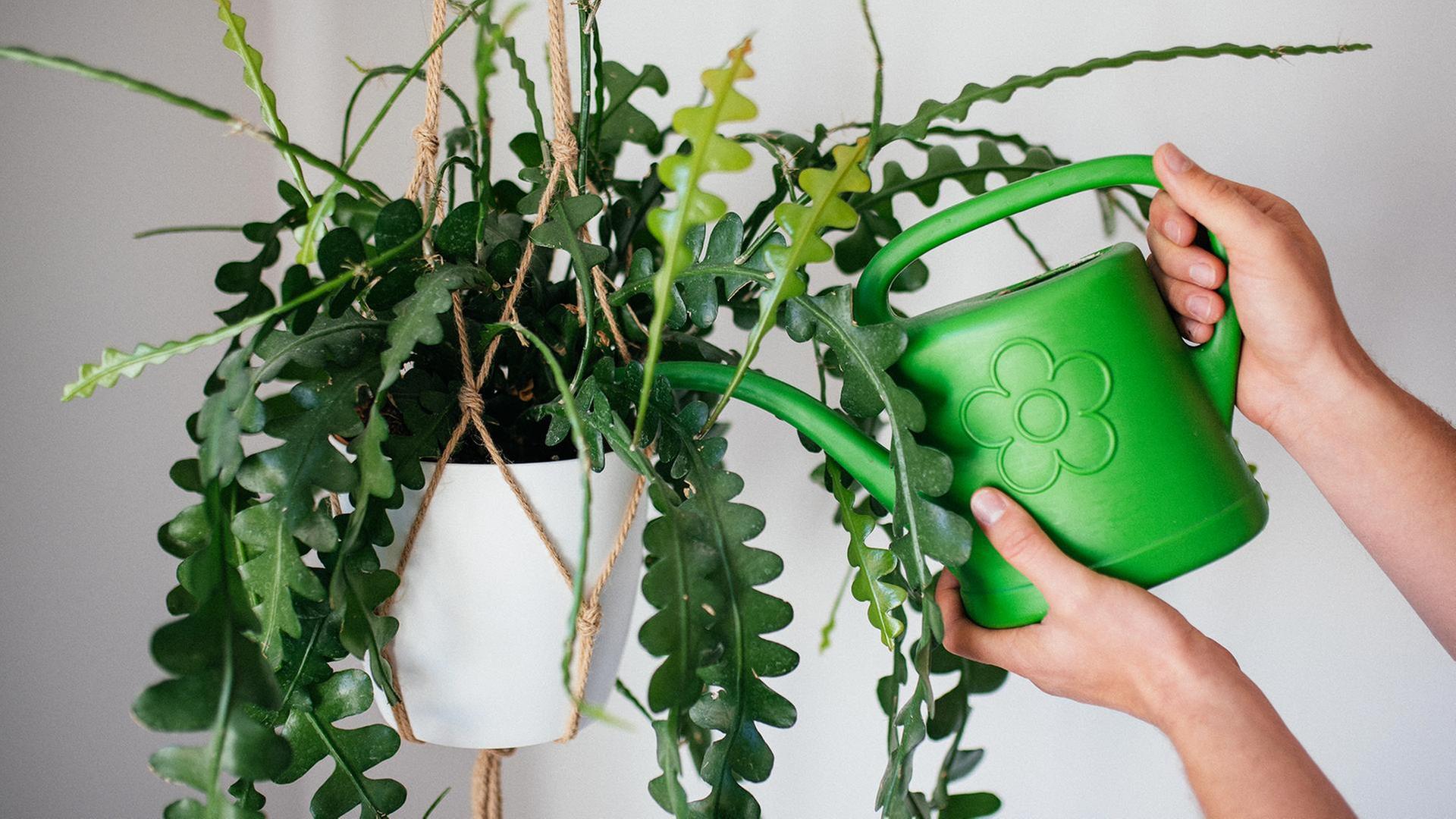 Gesunde Zimmerpflanzen, OP Grauer Star, Brillenpflege