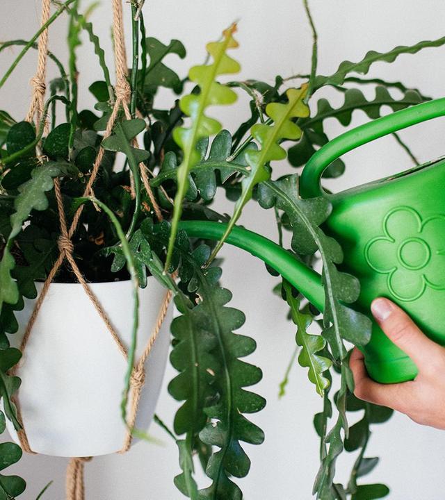 Gesunde Zimmerpflanzen, OP Grauer Star, Brillenpflege