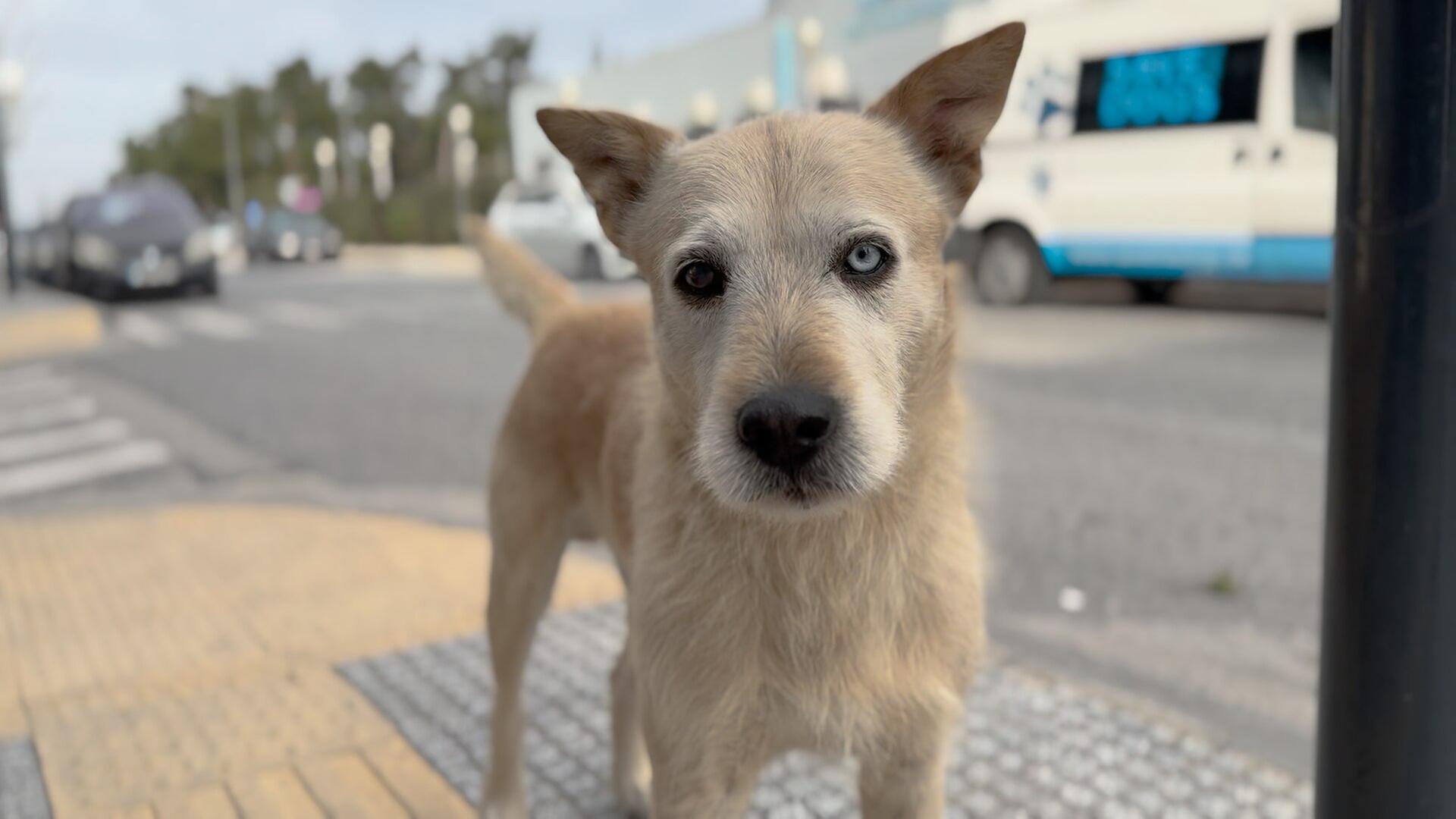 Glückliche Straßenhunde in Griechenland?