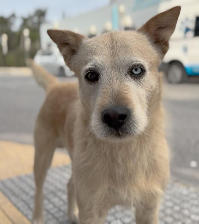Glückliche Straßenhunde in Griechenland?