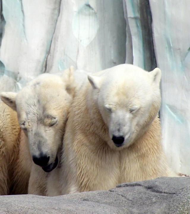 Große Liebe bei den Eisbären