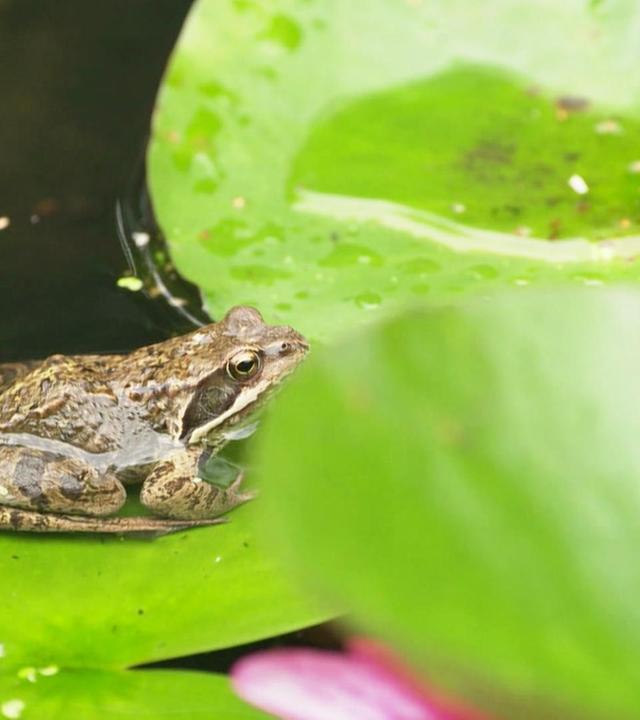 Grüne Stadt - Lieblingsplätze in Hamburg