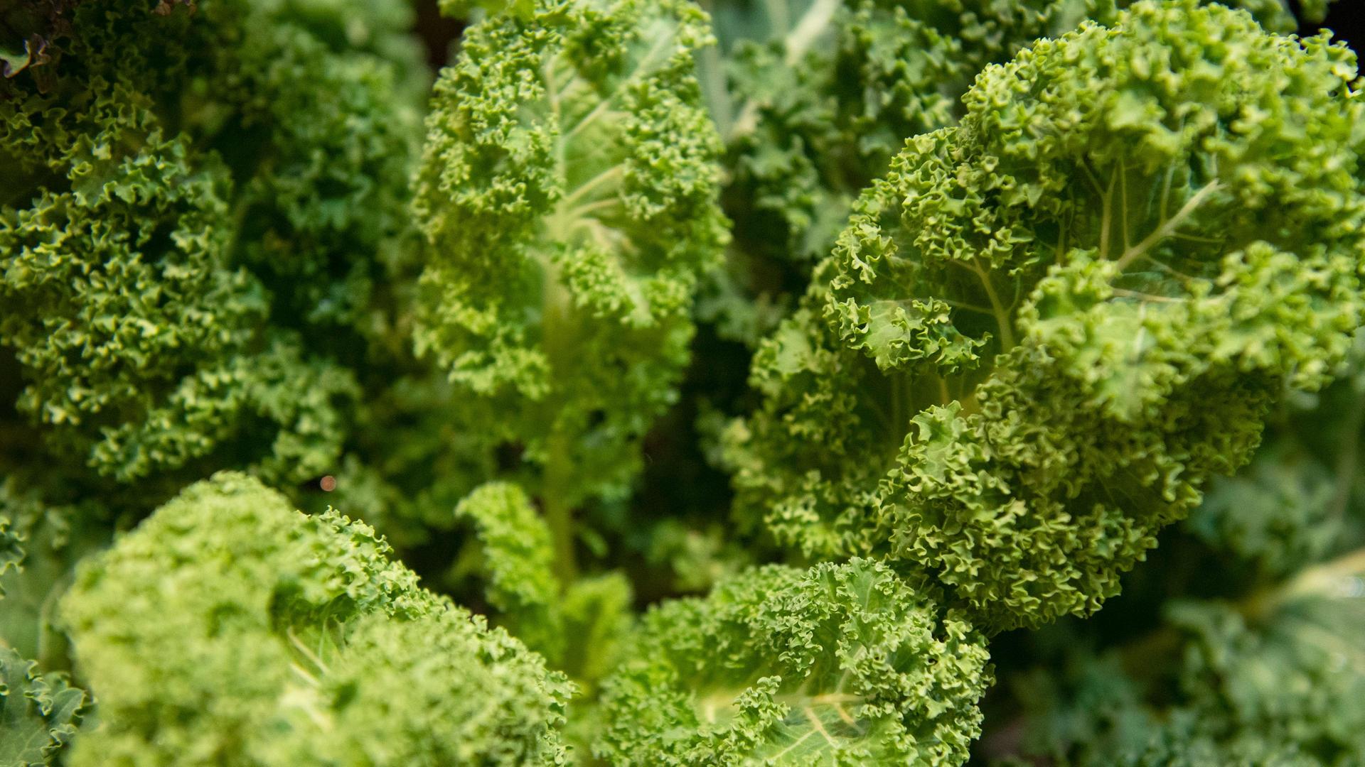 Grünkohl, Dachwurz, Vogelfutter