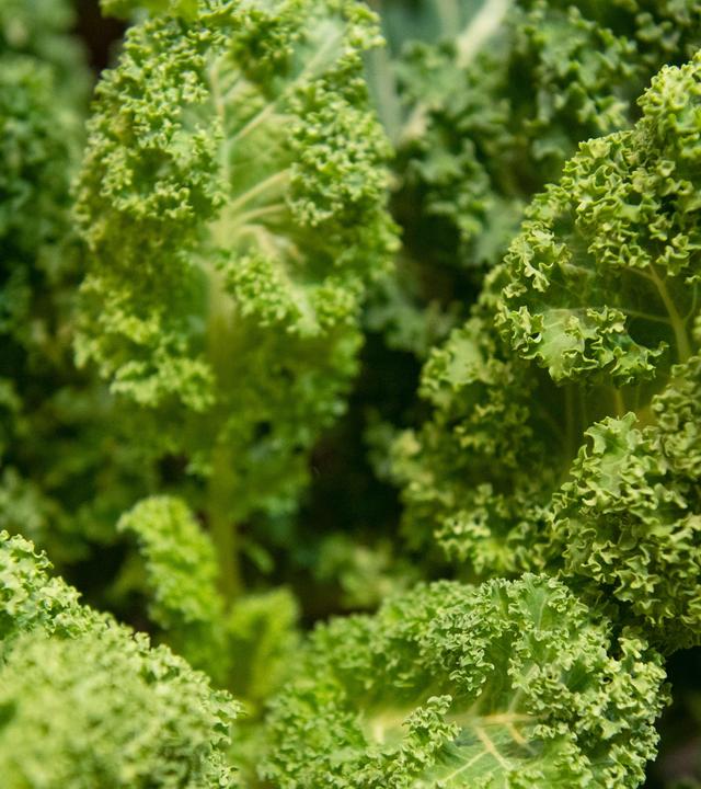 Grünkohl, Dachwurz, Vogelfutter