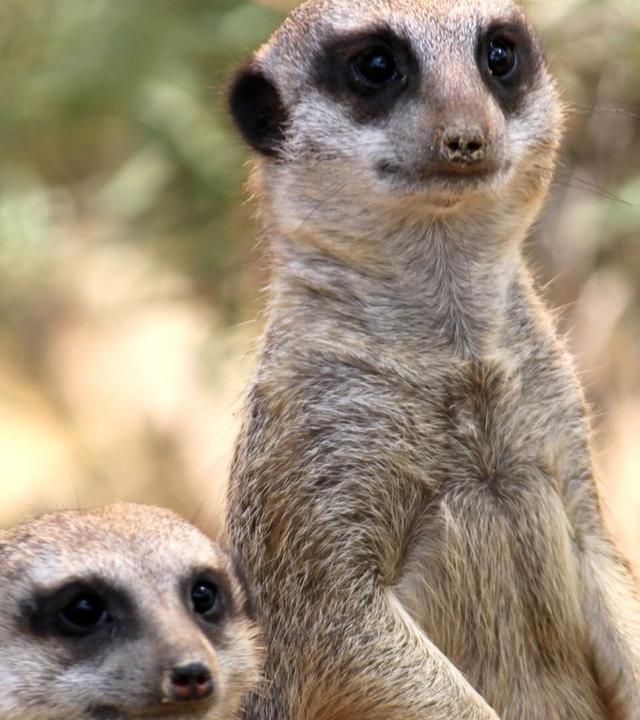 Guten Appetit – mit kleinen Hindernissen