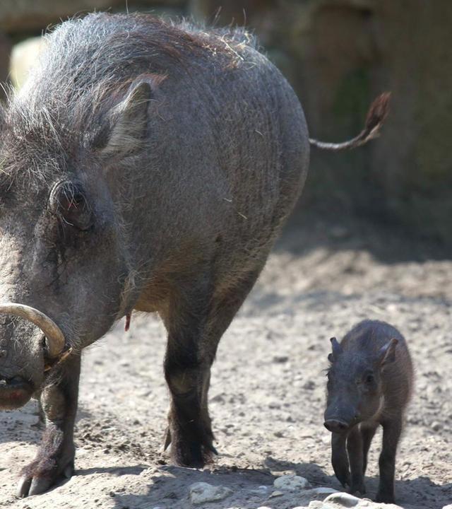 Handwerk hat goldenen Boden