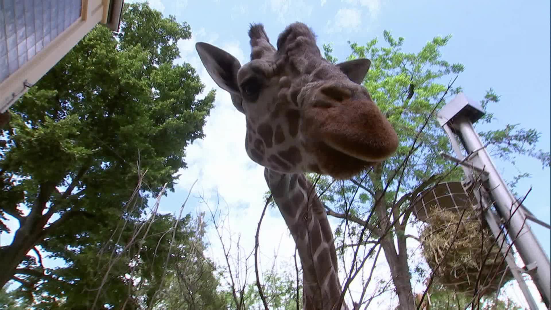 Hatari kann's nicht lassen