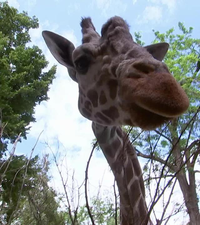 Hatari kann's nicht lassen