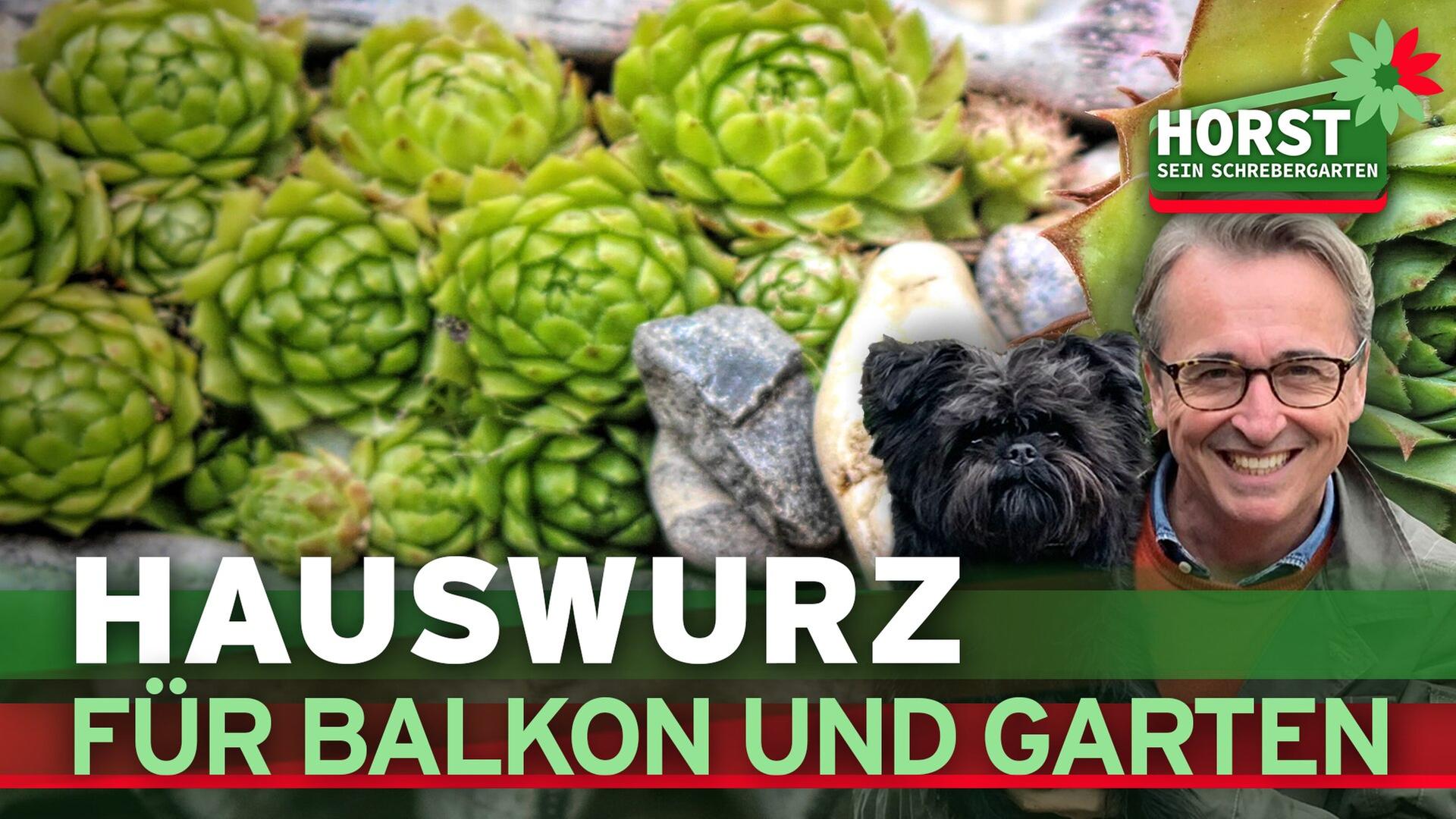 Hauswurz für Balkon und Garten