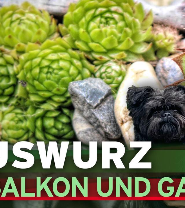 Hauswurz für Balkon und Garten