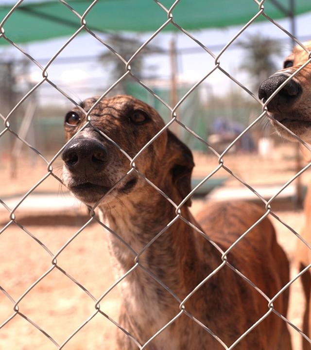 Hoffnung für Spaniens gequälte Tiere?