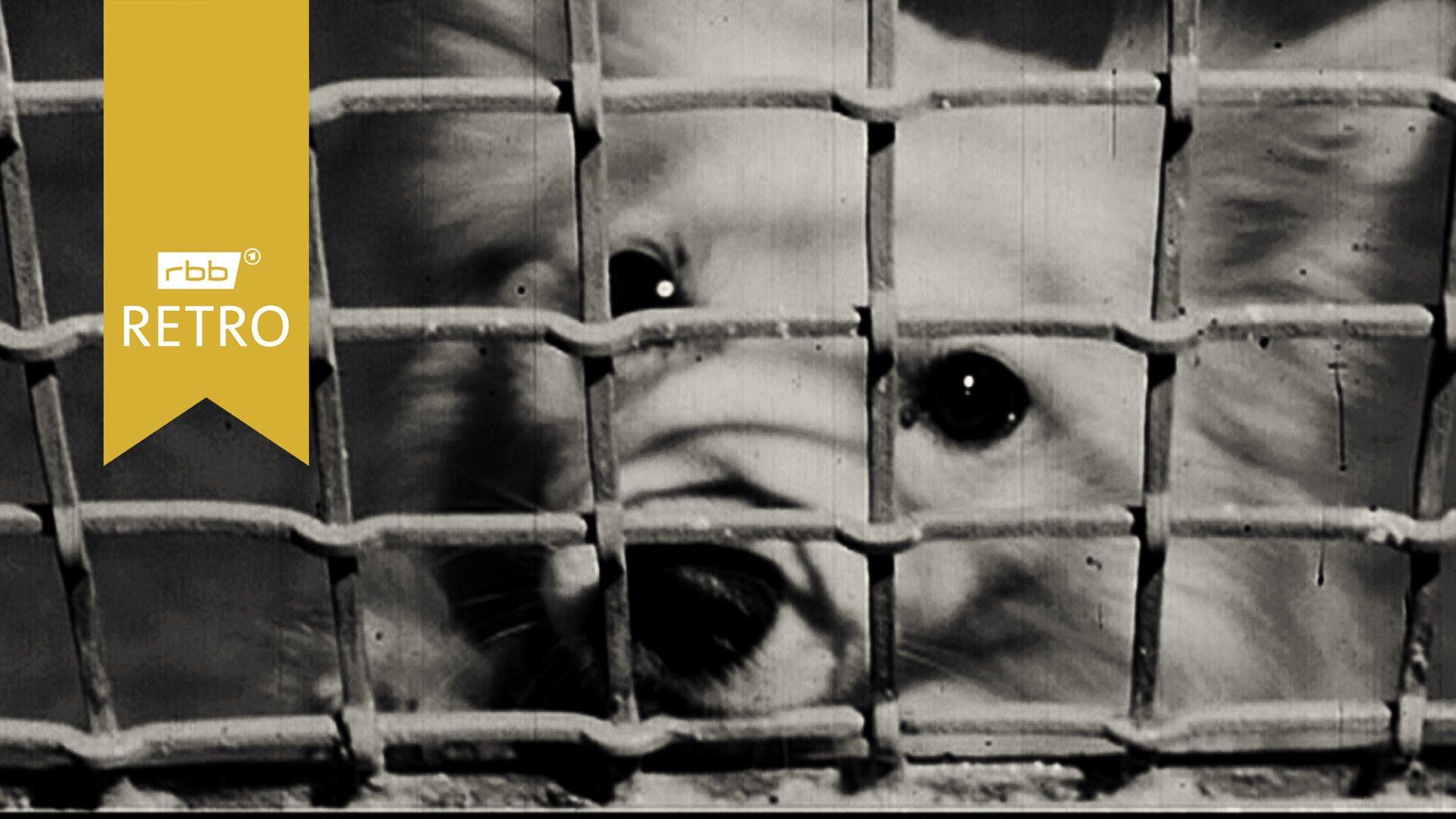 Hundepension im Tierheim Lankwitz