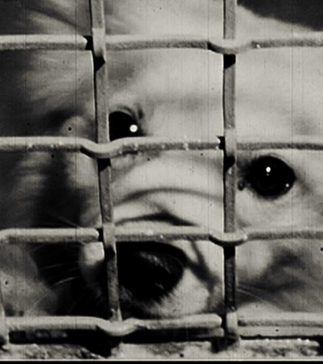 Hundepension im Tierheim Lankwitz