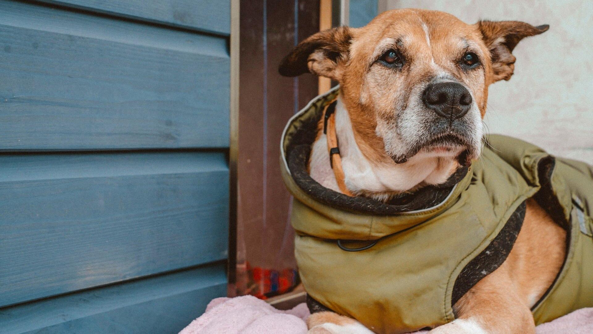 Hundeseniorin soll nicht im Tierheim sterben