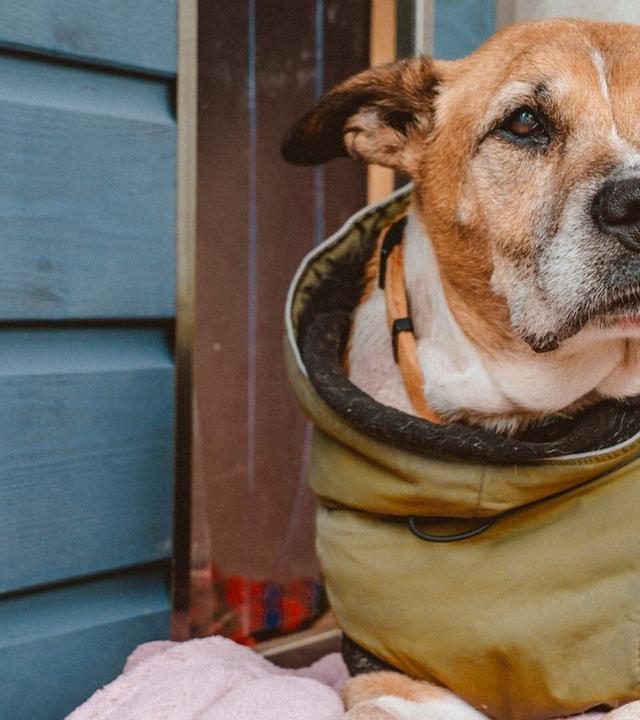 Hundeseniorin soll nicht im Tierheim sterben