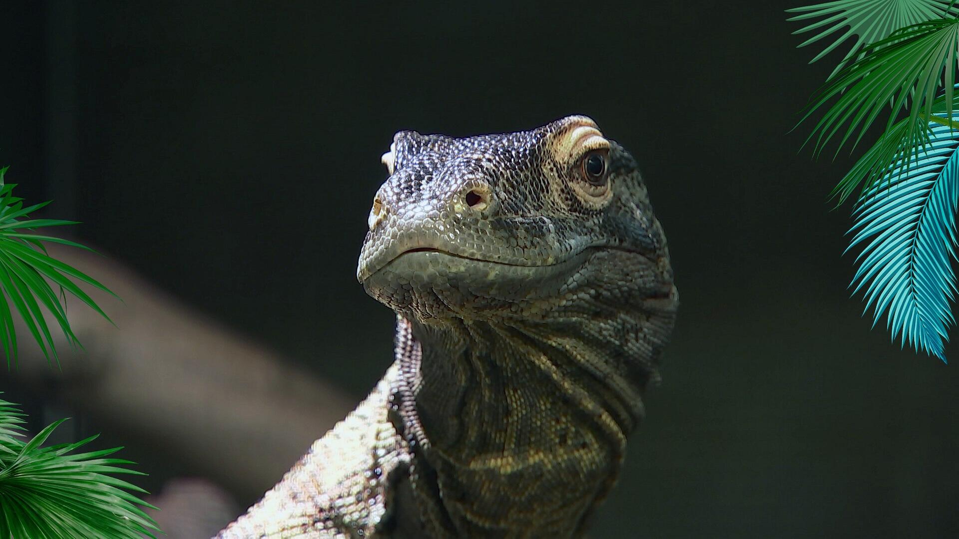 Im Reich der Schuppen