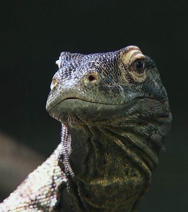 Im Reich der Schuppen