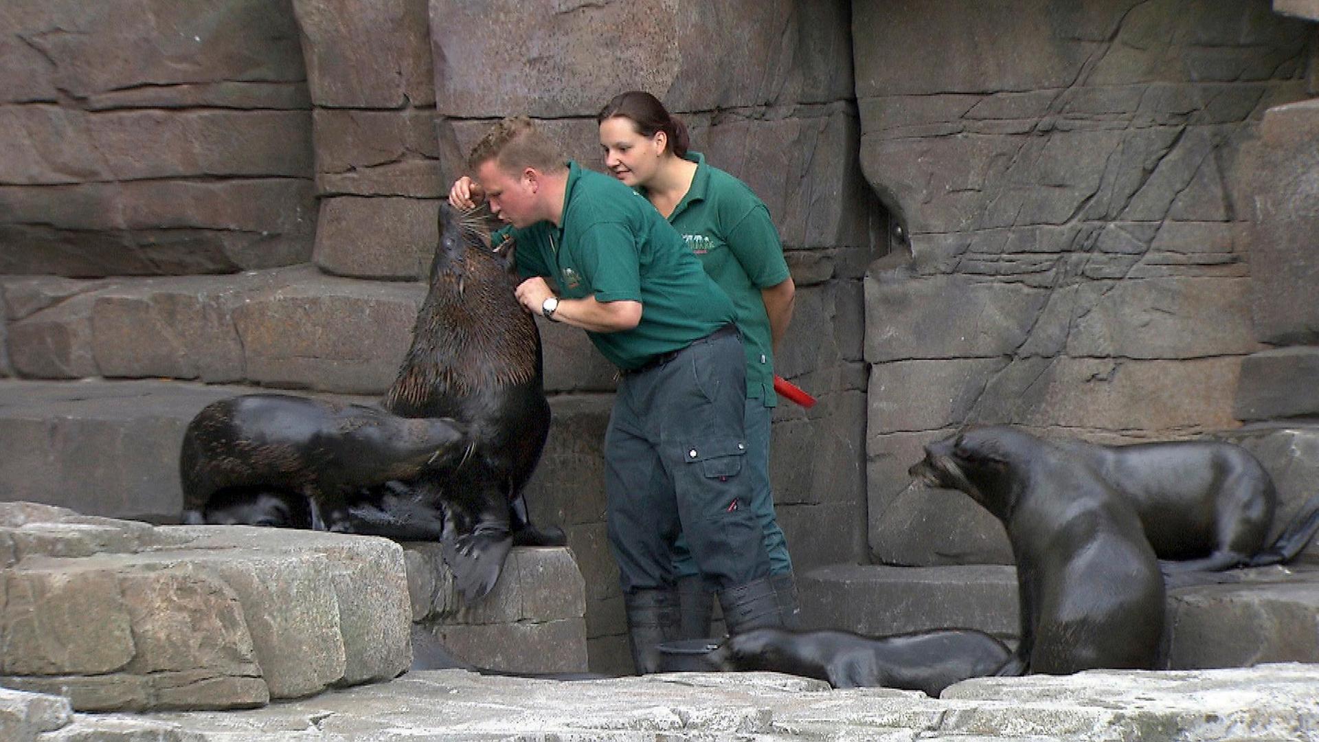 Impfung der Raubkatzen