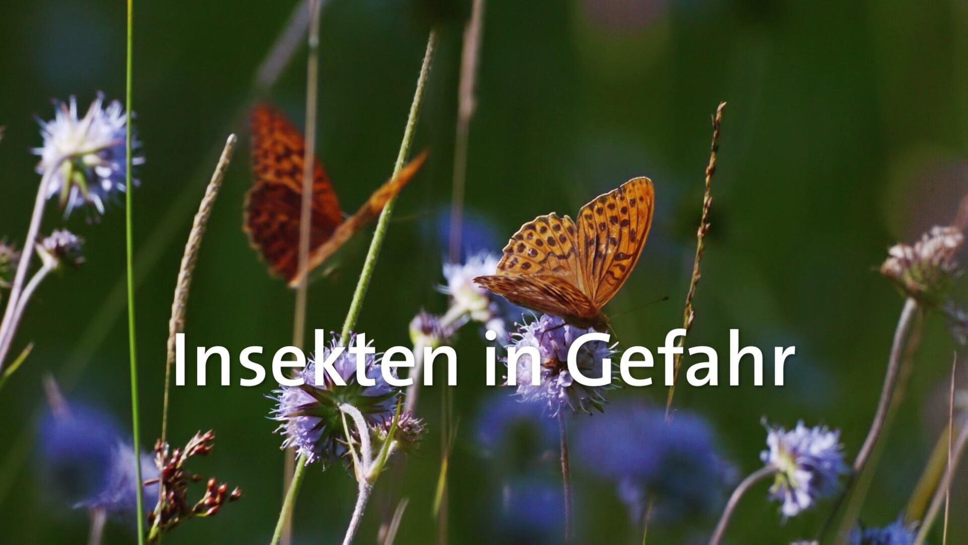 Insekten in Gefahr
