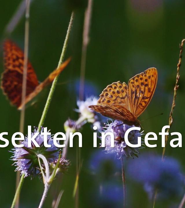 Insekten in Gefahr