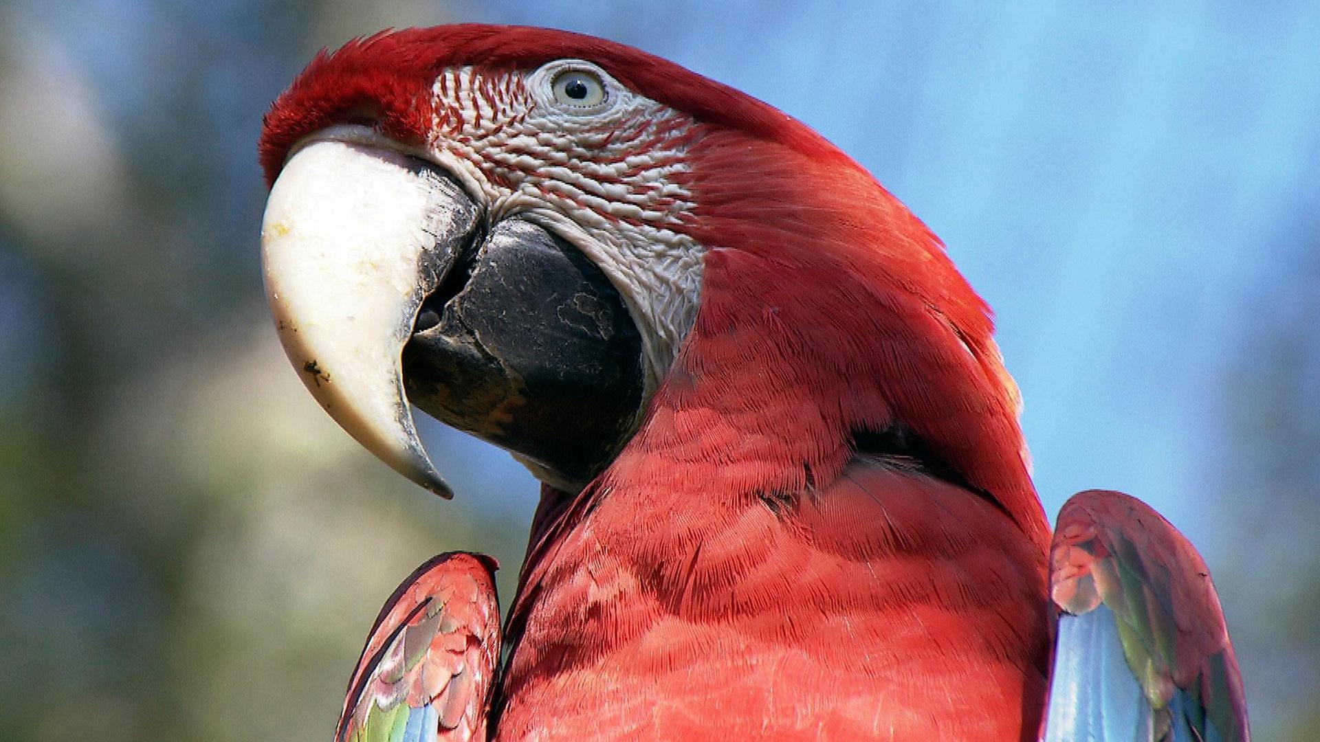 IQ-Test bei den Papageien