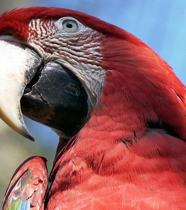 IQ-Test bei den Papageien