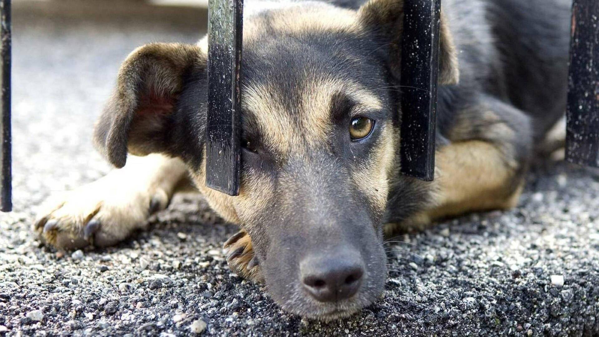 Italiens vergessene Straßenhunde