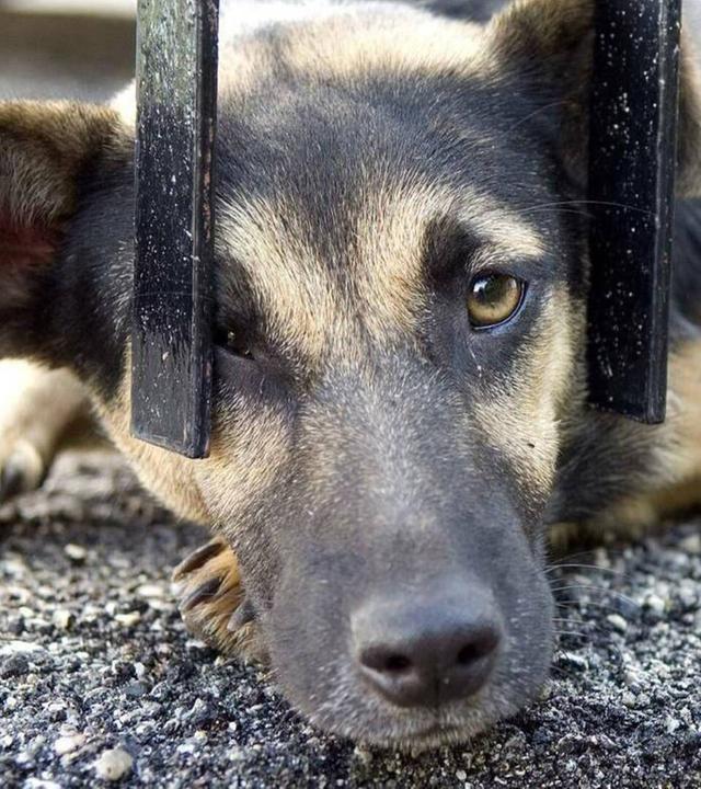 Italiens vergessene Straßenhunde